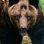 ShadowBear
