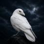 whiteraven